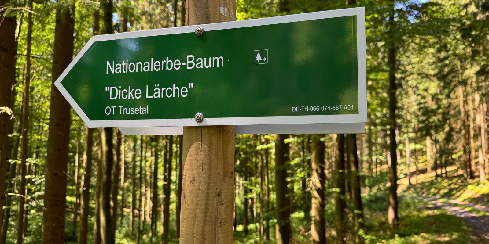 Wanderwegweiser zur Dicken Lärche bei Trusetal